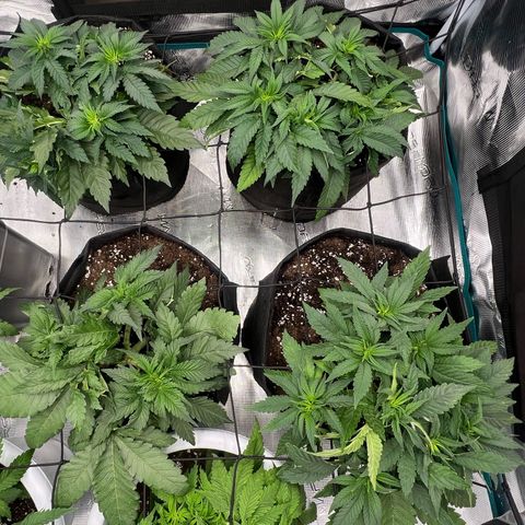 Criminal + #1 growlog timeline photo