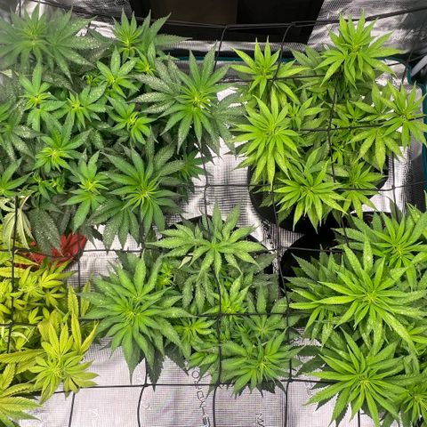 Criminal + #1 growlog timeline photo