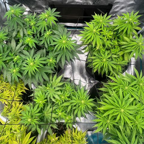 Criminal + #1 growlog timeline photo