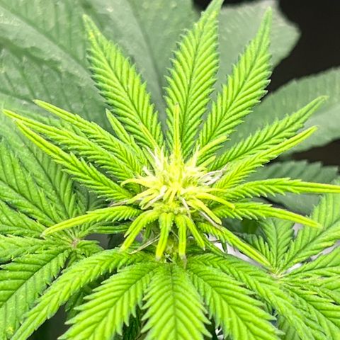 Criminal + #1 growlog timeline photo