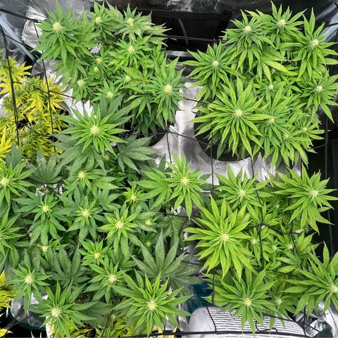 Criminal + #1 growlog timeline photo