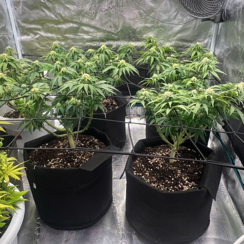 Criminal + #1 growlog timeline photo