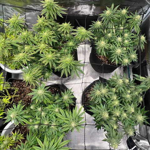 Criminal + #1 growlog timeline photo