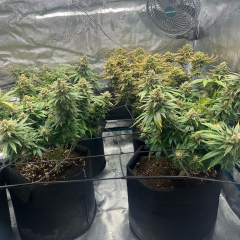 Criminal + #1 growlog timeline photo