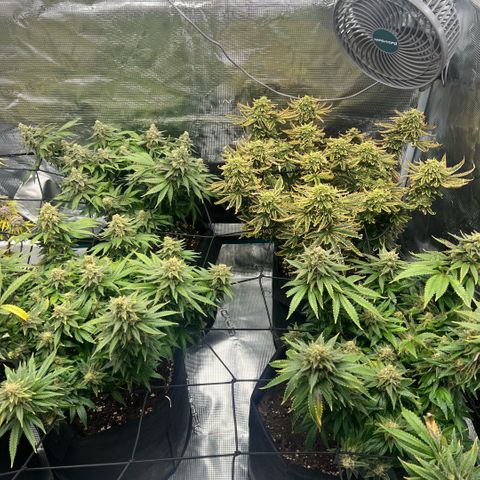 Criminal + #1 growlog timeline photo