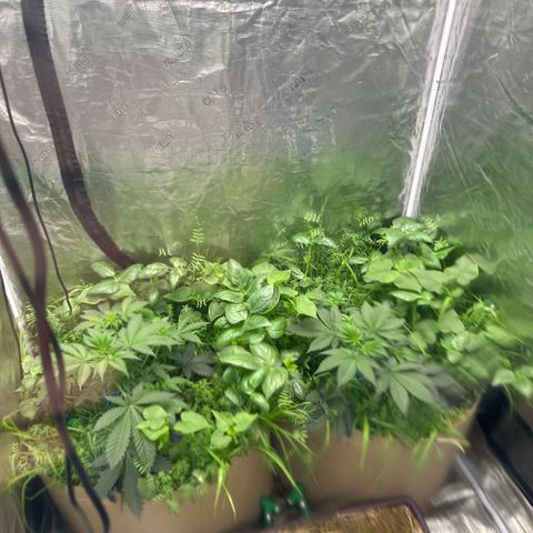 Miami Mami growlog timeline photo