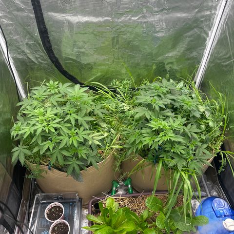 Miami Mami growlog timeline photo