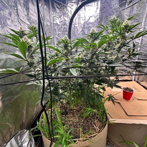 Miami Mami growlog timeline photo
