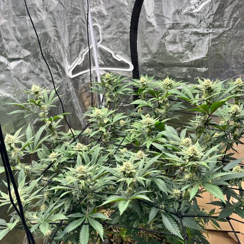 Miami Mami growlog timeline photo