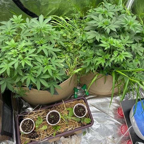 Miami Mami growlog timeline photo