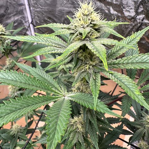 Miami Mami growlog timeline photo