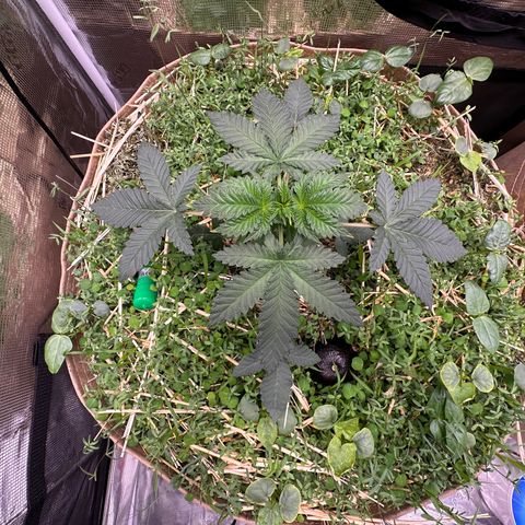 Miami Mami growlog timeline photo