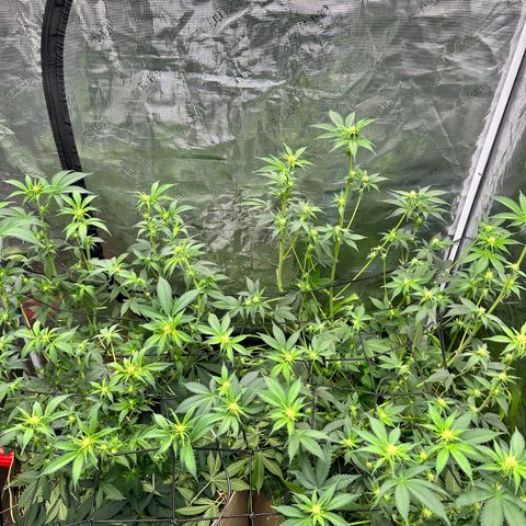 Miami Mami growlog timeline photo