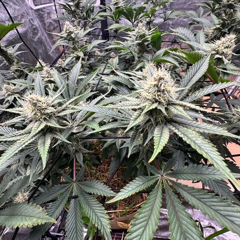 Miami Mami growlog timeline photo