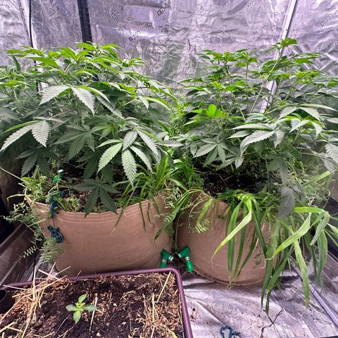 Miami Mami growlog timeline photo