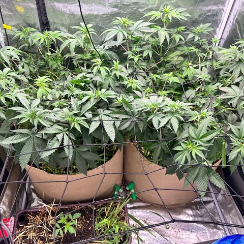Miami Mami growlog timeline photo