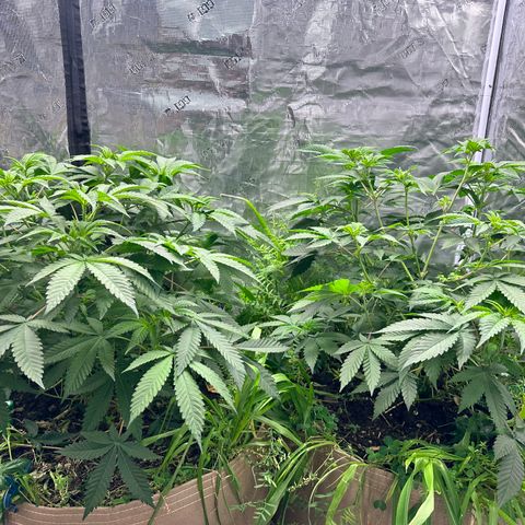 Miami Mami growlog timeline photo