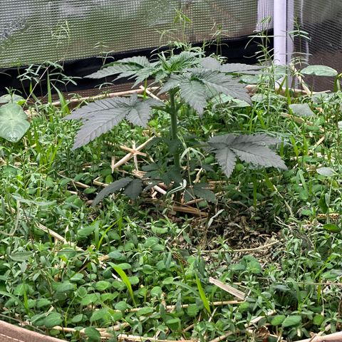 Miami Mami growlog timeline photo
