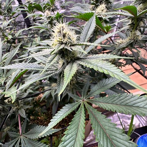 Miami Mami growlog timeline photo