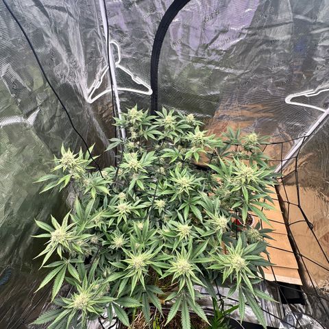 Miami Mami growlog timeline photo