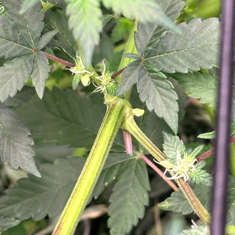 Miami Mami growlog timeline photo