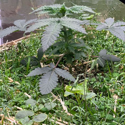 Miami Mami growlog timeline photo