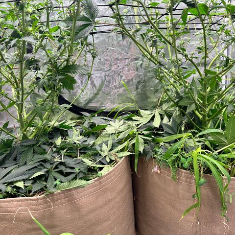 Miami Mami growlog timeline photo