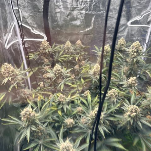 Miami Mami growlog timeline photo