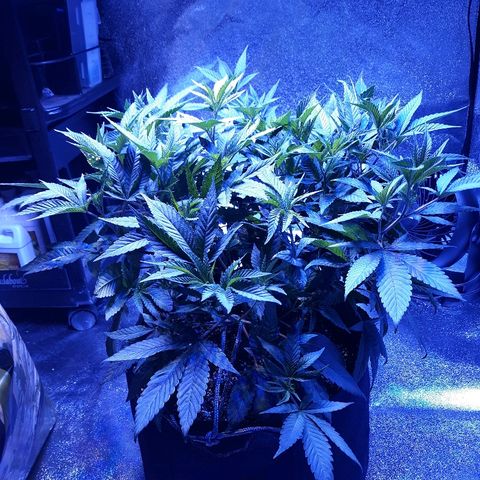 Goop growlog timeline photo