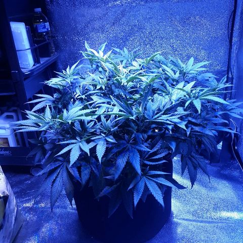 Goop growlog timeline photo
