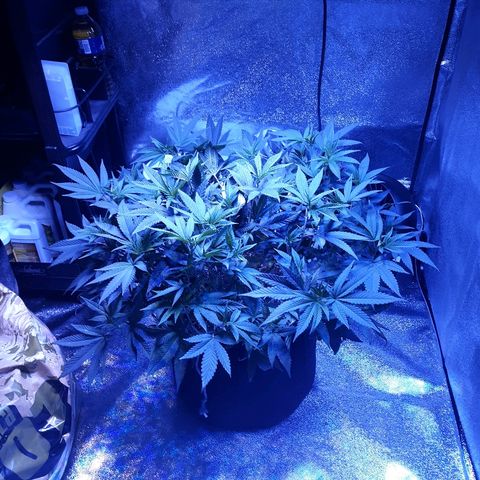 Goop growlog timeline photo