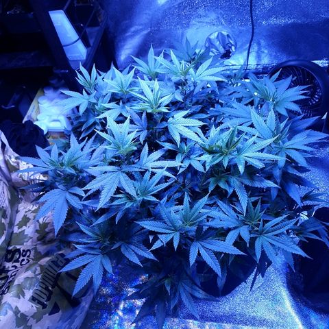 Goop growlog timeline photo