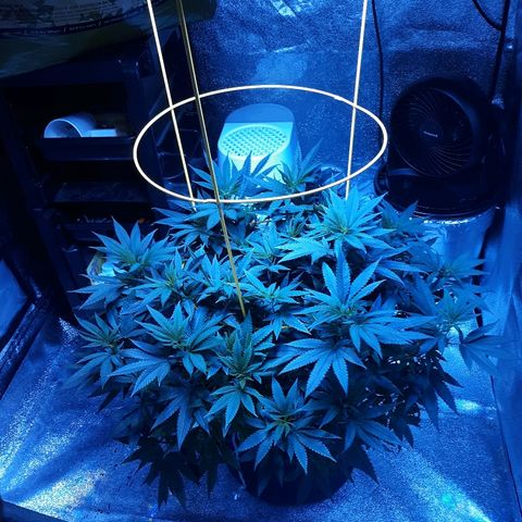 Goop growlog timeline photo
