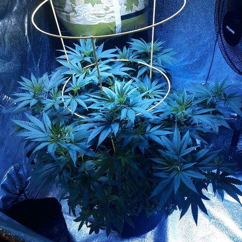 Goop growlog timeline photo