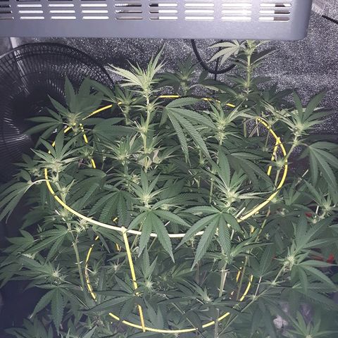 Goop growlog timeline photo