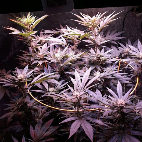 Goop growlog timeline photo