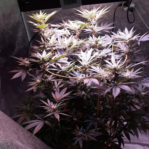 Goop growlog photo: Guptilla Day 21 Flower