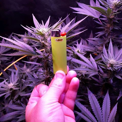 Goop growlog timeline photo