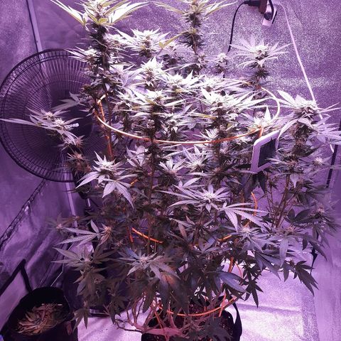 Goop growlog timeline photo