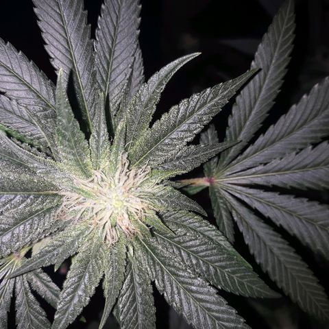 Goop growlog timeline photo