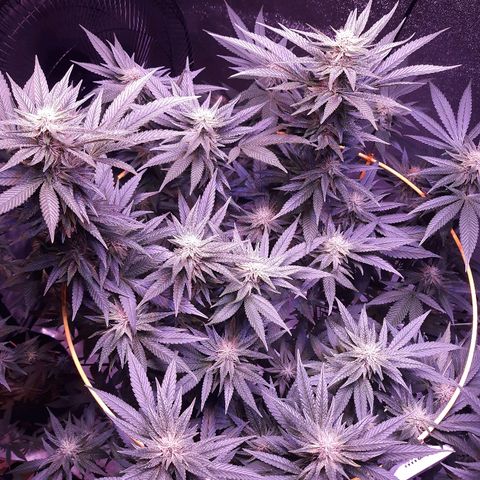 Goop growlog timeline photo
