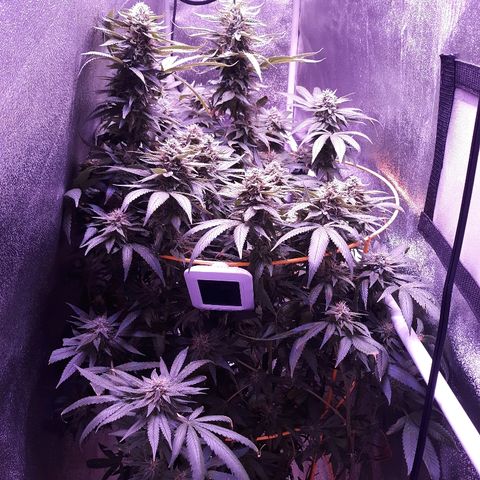 Goop growlog timeline photo
