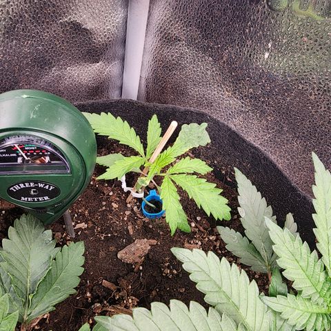 Wedding Gelato growlog timeline photo