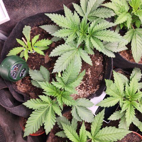 Wedding Gelato growlog photo: #33 es la más debil.#31 es crecimiento lento/normal.#32 es la más vigorosa.