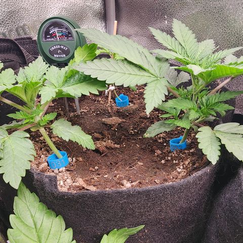 Wedding Gelato growlog timeline photo
