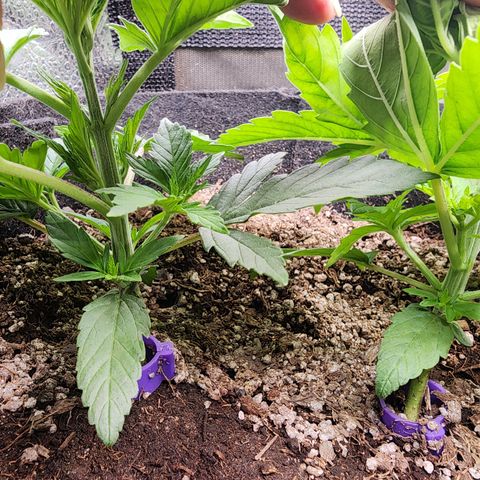 Fancy Donrouch growlog photo: Dodo bien