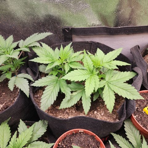 Fancy Donrouch growlog photo: Dodo bien