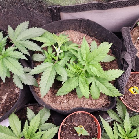 Fancy Donrouch growlog photo: LST SIN AMMARRES, Inclinadas un poco 