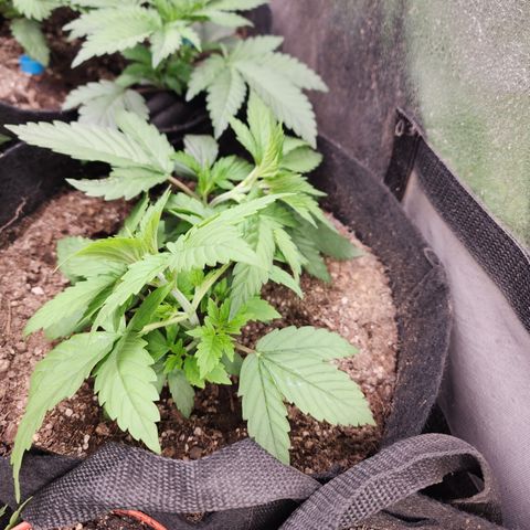 Fancy Donrouch growlog photo: LST SIN AMMARRES, Inclinadas un poco 