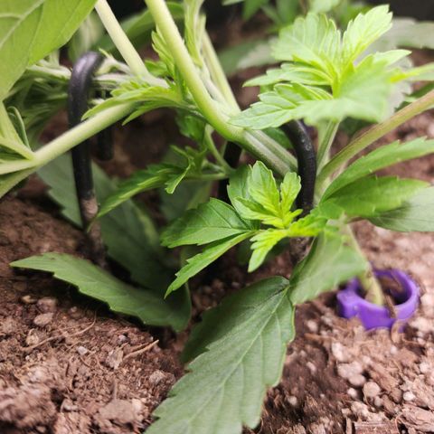 Fancy Donrouch growlog photo: #42